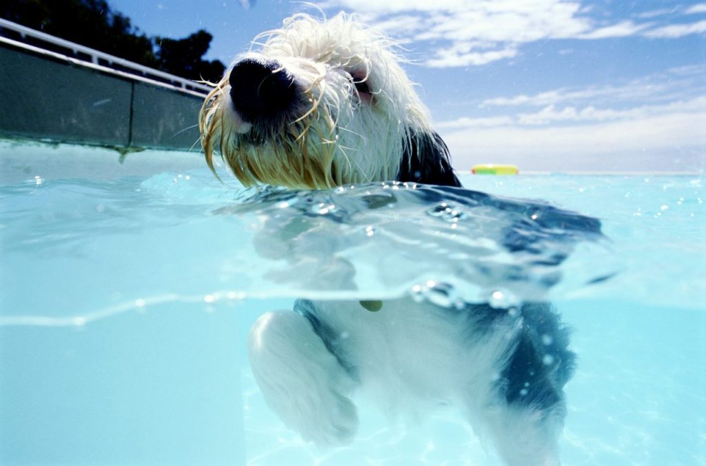 automatic-safety-pool-cover-dogs-pets