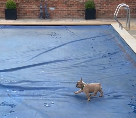 automatic pool safety for pets dog, prevent drowning