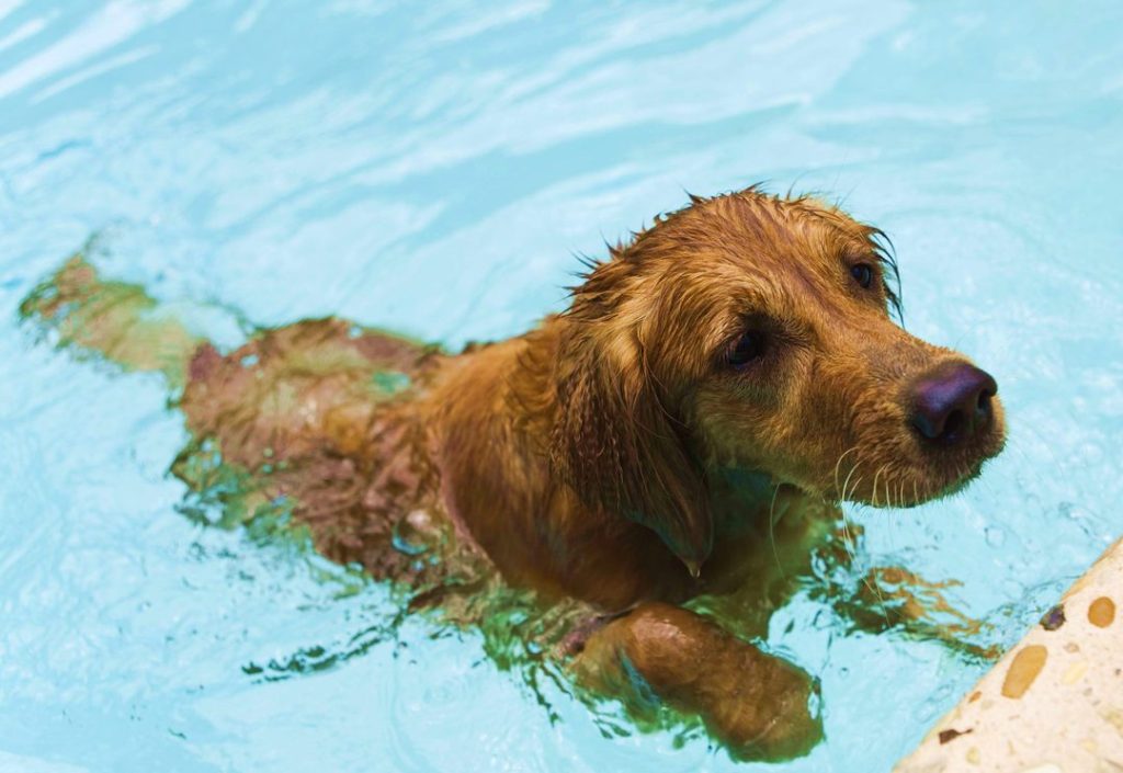 pool-safety-for-pets-canada, pool safety for dogs and cats